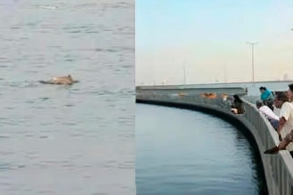 Viral Moment at Worli Sea Face: Dolphins Swim Close to Mumbai Shore, City Pauses to Watch