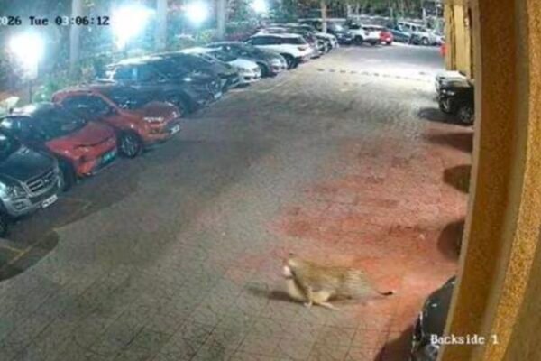 मलाड में तेंदुए का आतंक: एक महीने में तीसरी बार सोसाइटी में घुसा, दहशत में रहवासी