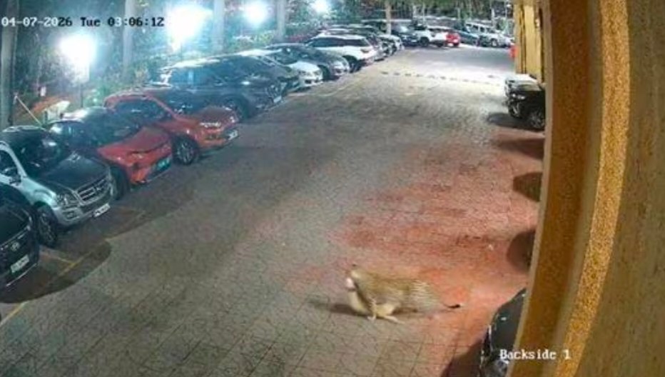 मलाड में तेंदुए का आतंक: एक महीने में तीसरी बार सोसाइटी में घुसा, दहशत में रहवासी